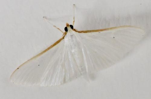 Palpita vitrealis
